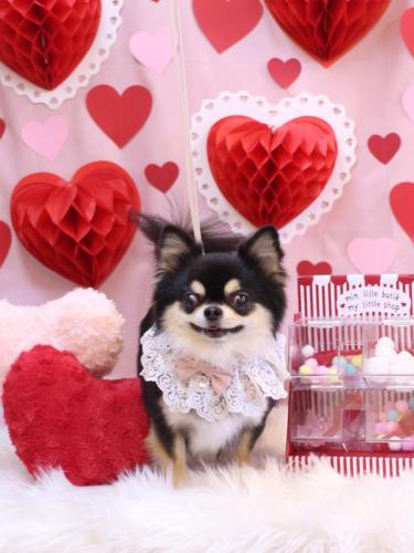 20240227ボスくん